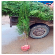 50����60���ւȰؘ��� һ�׸߂Ȱؘ��� �I�B���l؛ �Ȱؘ������