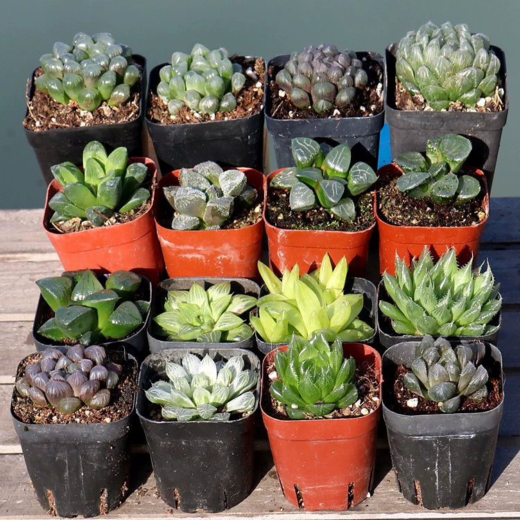 Двенадцать рулонов мяса в горшках из нефрита