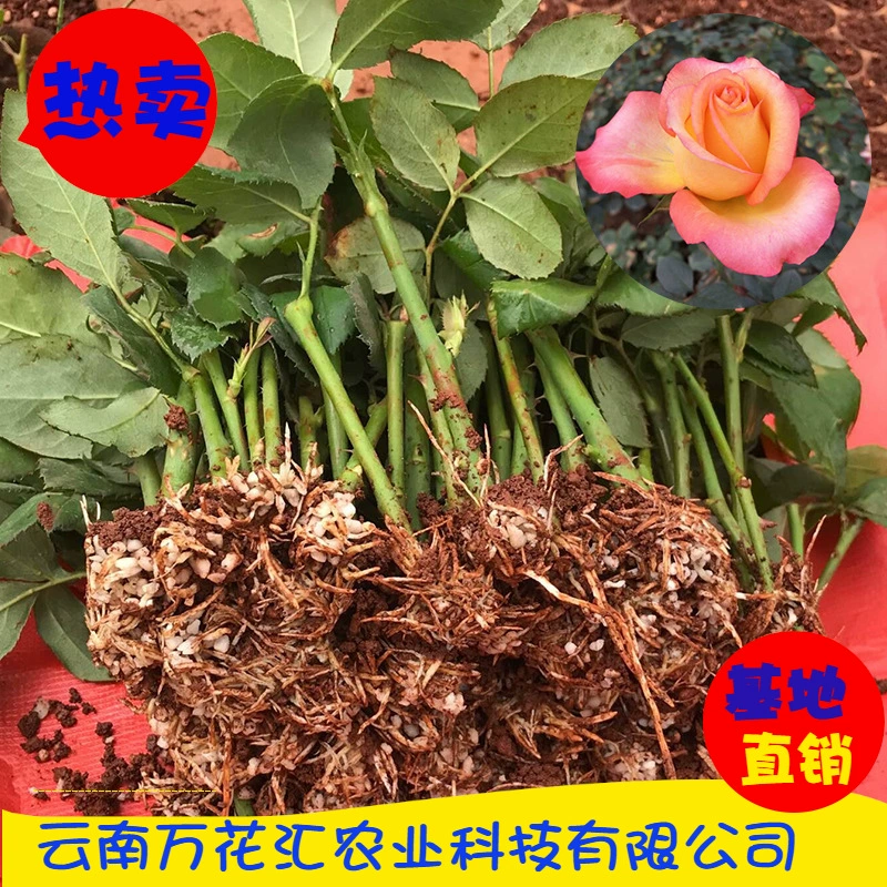 Основа собственного производства Юньнань Four Seasons роз большие цветы декоративный сад озеленение цветов рассада оптом