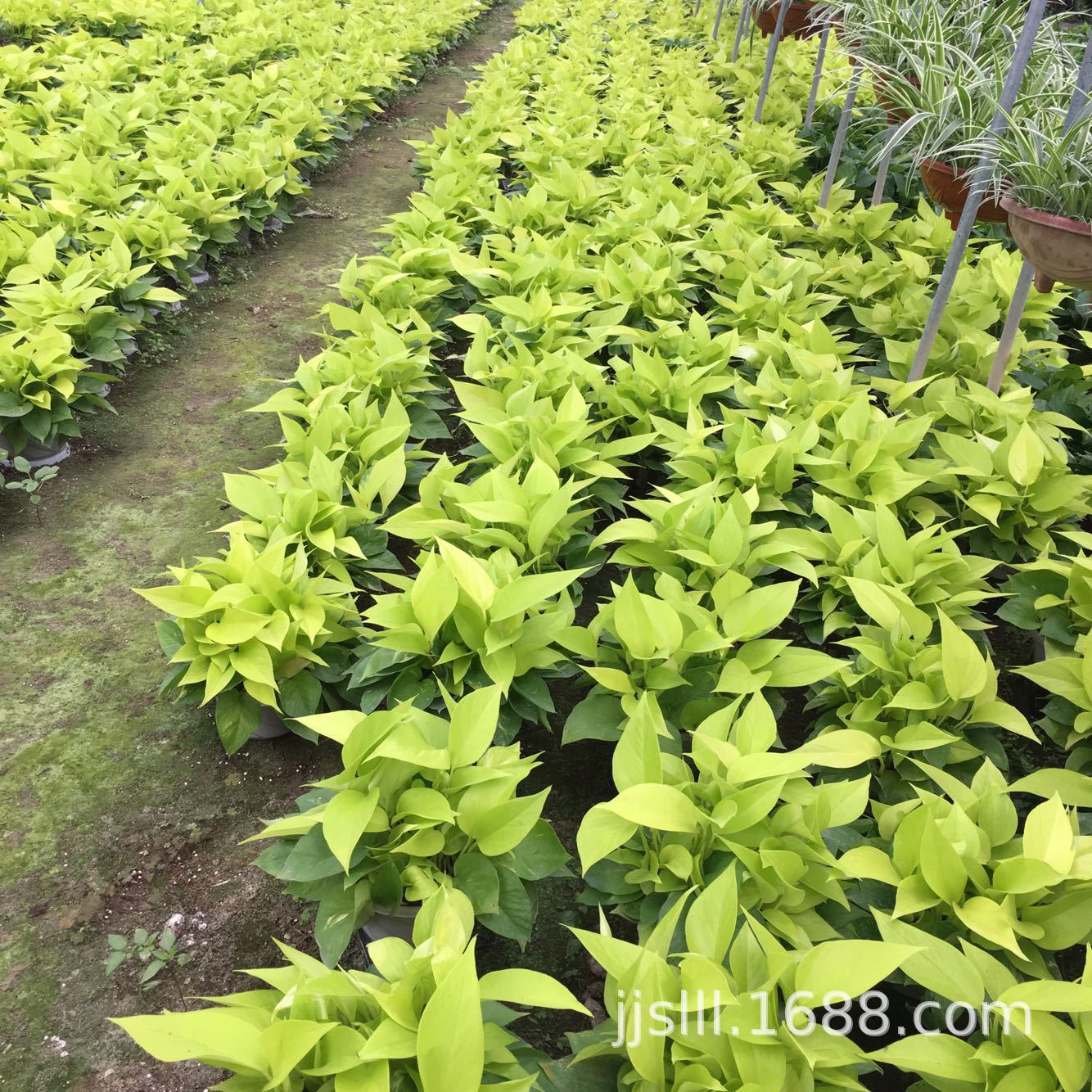 impicture_a13909896568f4316f8f