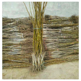 ��Ƥ���Ҙ��� �Y���� �Ä�Ƥ ���������r��