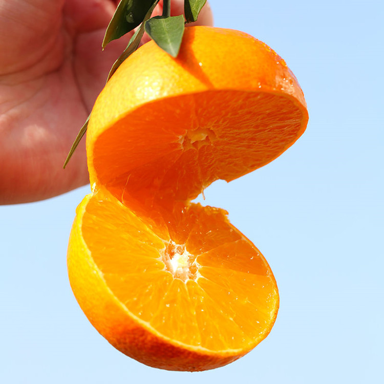 【顺丰/京东】偏远专拍  四川爱媛38号果冻橙 微商主推款|ms