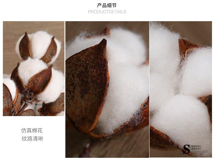棉花0117.jpg