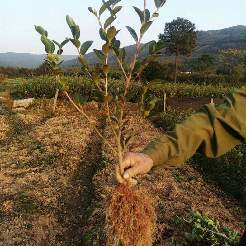 长林4号两年生优质高产油茶苗 油茶籽 油茶栽培 油茶价格