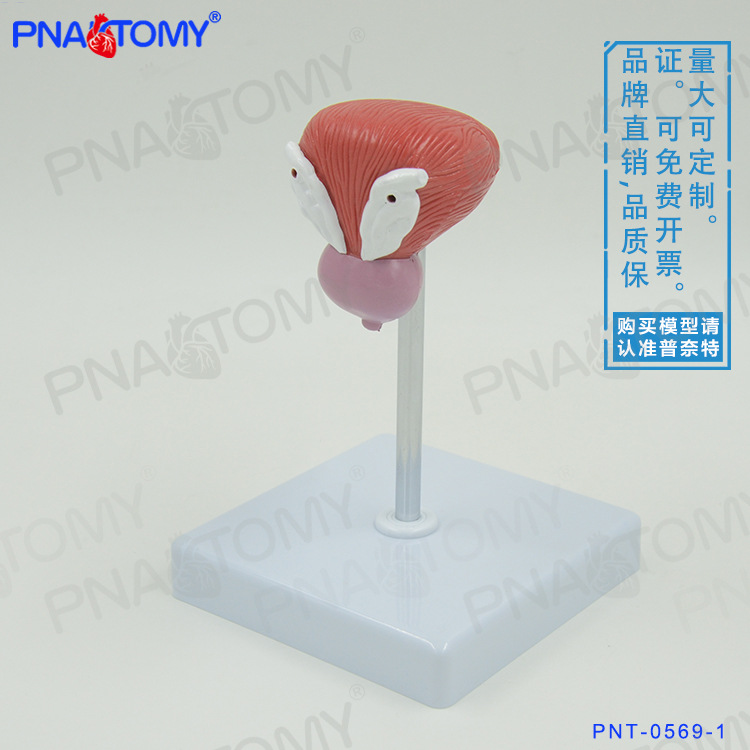 Male Bladder Prostate Urethra anatomy Model teaching Urinary Reproductive Branch Andrology family planning Exhibition