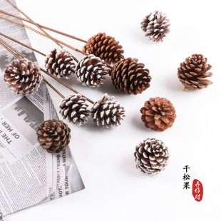 �ɹ����l�ɻ�ѩ�ɹ����l�}�Q���b[���bҾӲ廨�Ĕz����