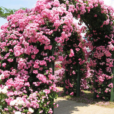 Rose Flower seedlings Climbing Chinese rose highly flavored type Big flower Four seasons Climb the wall courtyard Bloom Continue rose Flower Pot