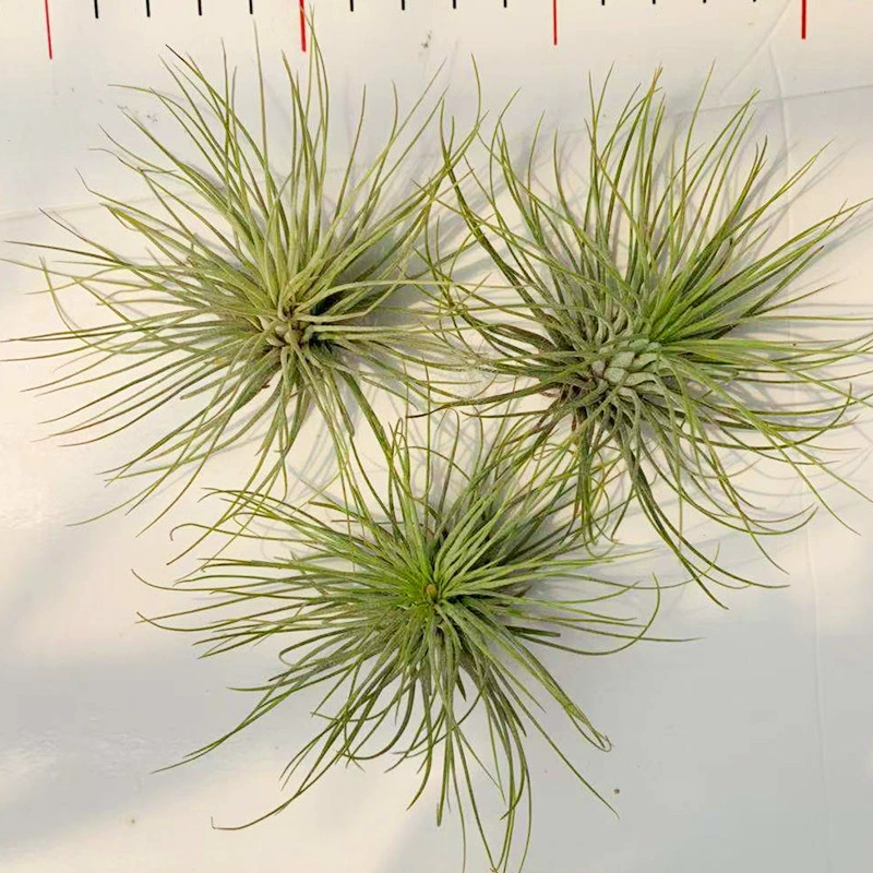 Жемчужина Размер Ананаса Воздуха Жемчужина Трава Пейзаж Завод