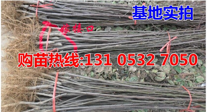 O1CN01fXXlL11xPHB6sNiKp_!!3993