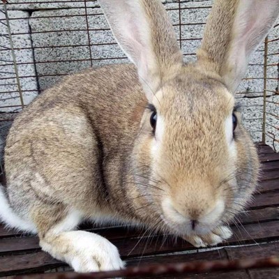 Belgium Rabbit seedlings How many? One Belgium Rabbit Price Belgium Stock Rabbit seedlings wholesale