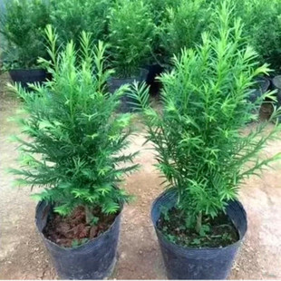 �t��ɼ�����҃��辰�t��ɼ���Ϸ��t��ɼ�������l