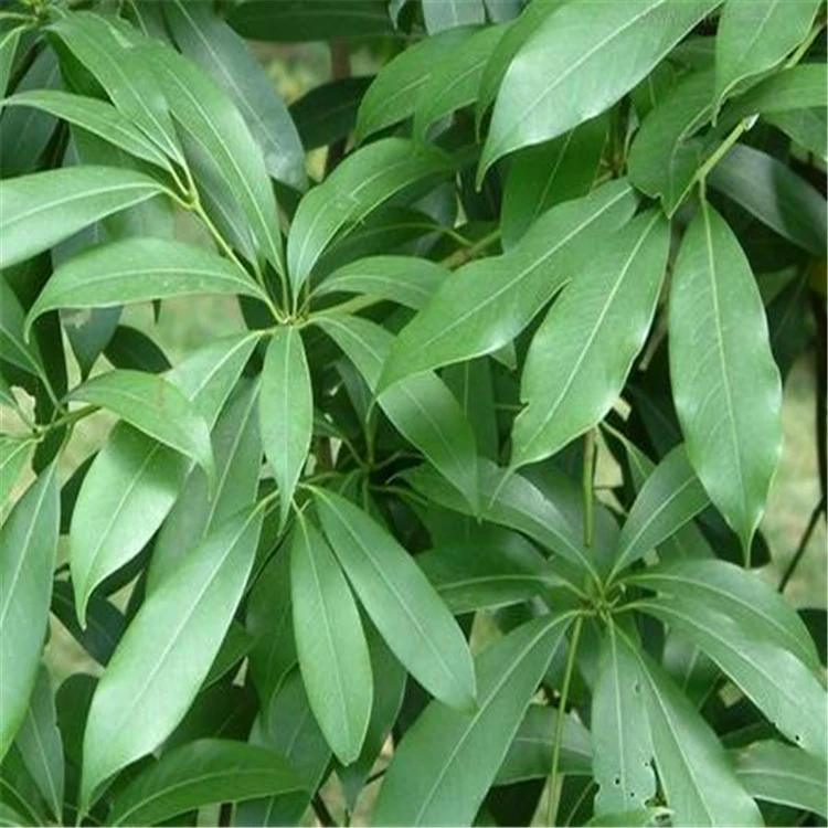 Золотая Фиби семена Миннань семян разнообразие происхождения доставка