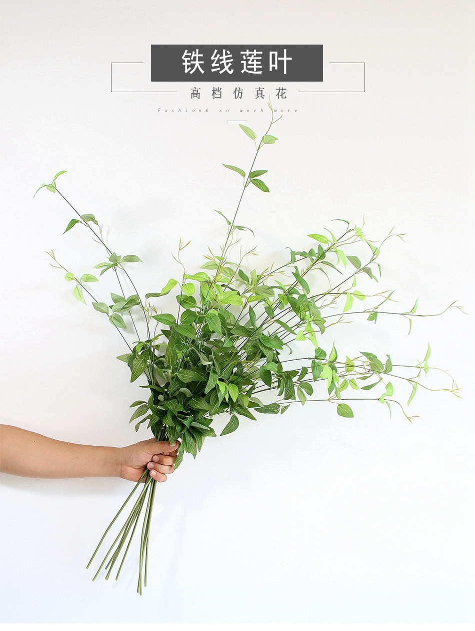 铁线莲叶详情1.jpg