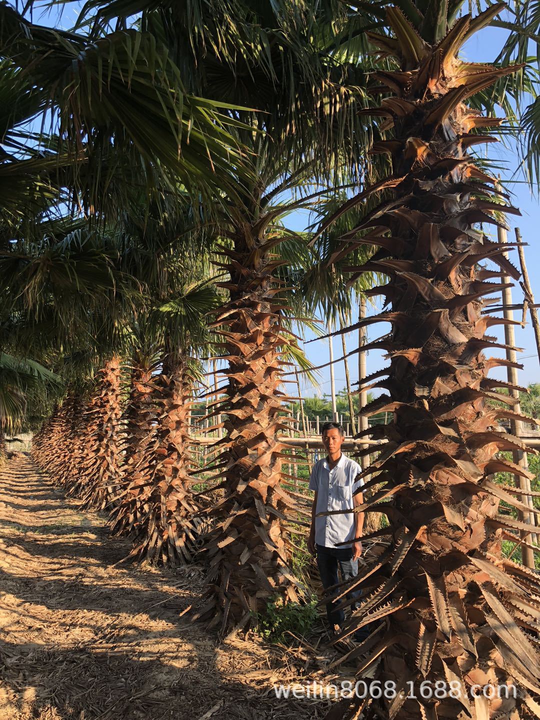 老人葵（华棕）