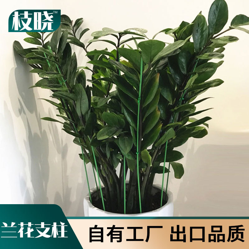 枝晓 金钱树大花惠兰 兰花蔬菜瓜果植物爬藤固定扶植支撑杆花支柱|ru