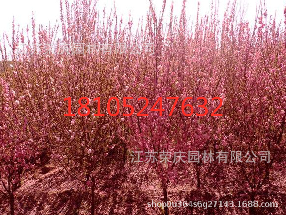重瓣榆葉梅3_副本