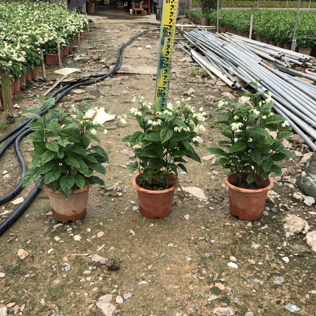 907 база поставляет белые цветы и сафлоры с саженцами 10-100 см