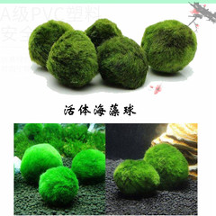 Fish tank aquatic plant live ecological bottle seaweed ball aquarium landscaping decoration simulated green algae ball