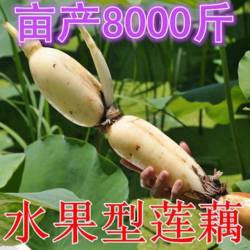 Yugoslavia Saussurea edible Lotus seed High yield Wangdu Saussurea Shallow plant Pond large Lotus