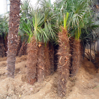 棕榈树苗 四季常青 叶色青翠 棕榈植物 规格齐全 园林棕榈苗|ms
