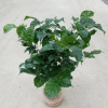 [Base directly batch] White Palm Sailing Happy Tree Little Emerald Plant series indoor pure water cultivation flowers