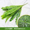 12頭鳥巢蕨 仿真蕨類植物仿真綠植裝飾波斯蕨插花蕨葉綠植牆裝飾