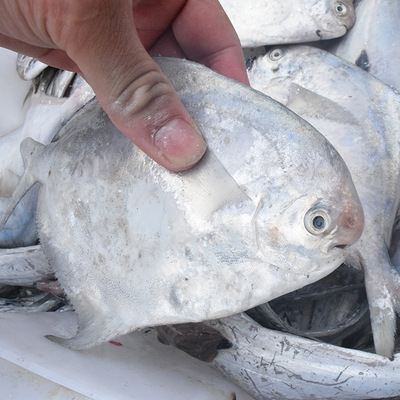 东海馈赠鲳鱼新鲜海鲜宁波特产中银鲳鱼白鲳鱼1斤4-6条
