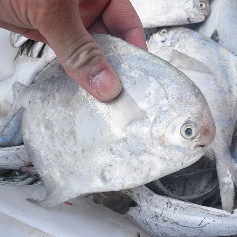东海馈赠鲳鱼新鲜海鲜宁波特产中银鲳鱼白鲳鱼1斤4-6条