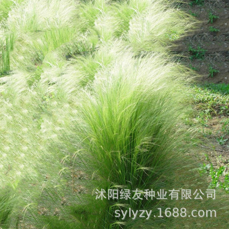 细叶针茅和细茎针茅,细叶针茅与细叶芒区别,细茎针茅_大山谷图库