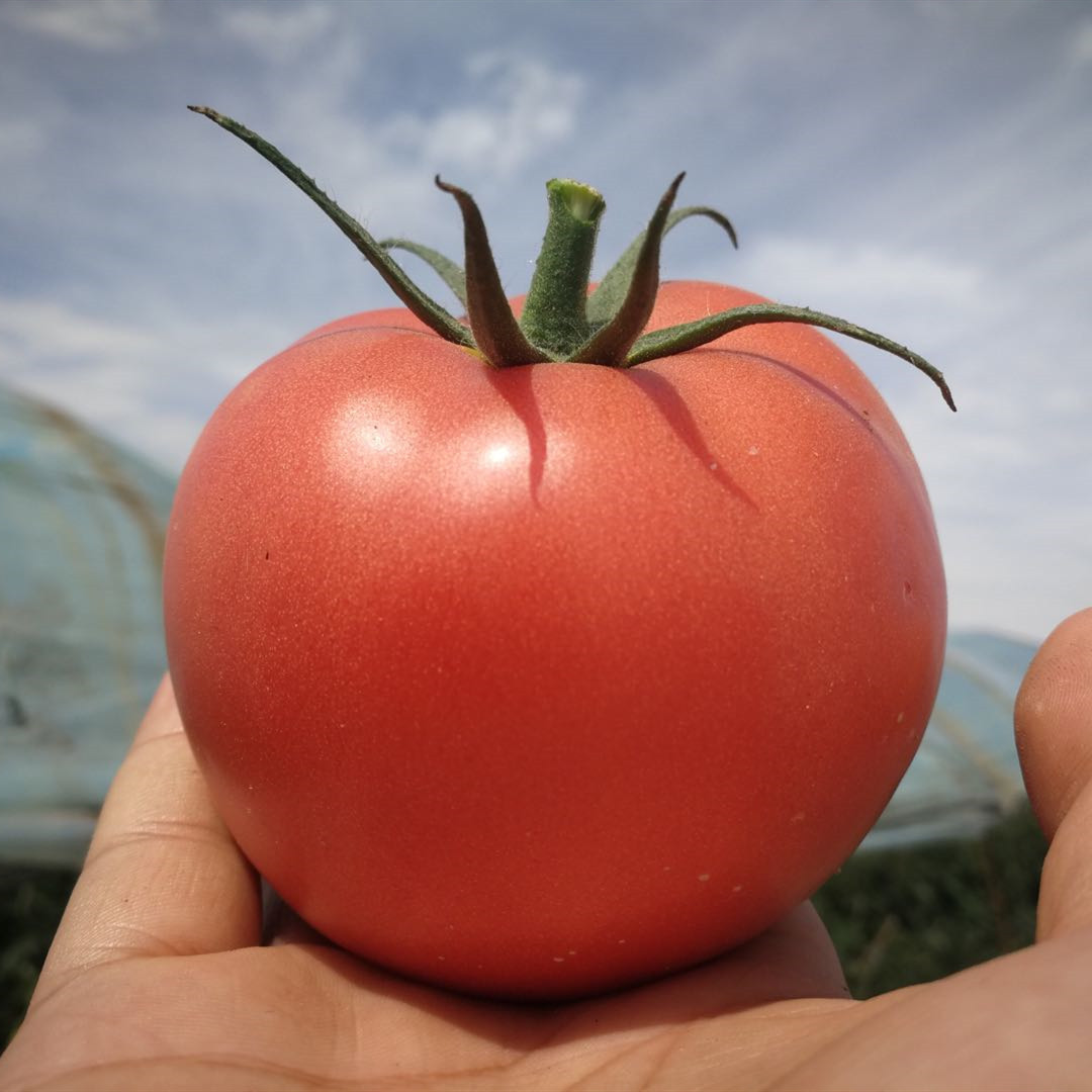 【新疆直发】精选5斤 新疆西红柿 新鲜蔬菜 自然熟柿子番茄