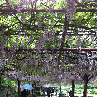 紫藤花树苗批发直销工程紫藤树 紫藤苗 攀援花卉绿化工程紫藤树木|ru