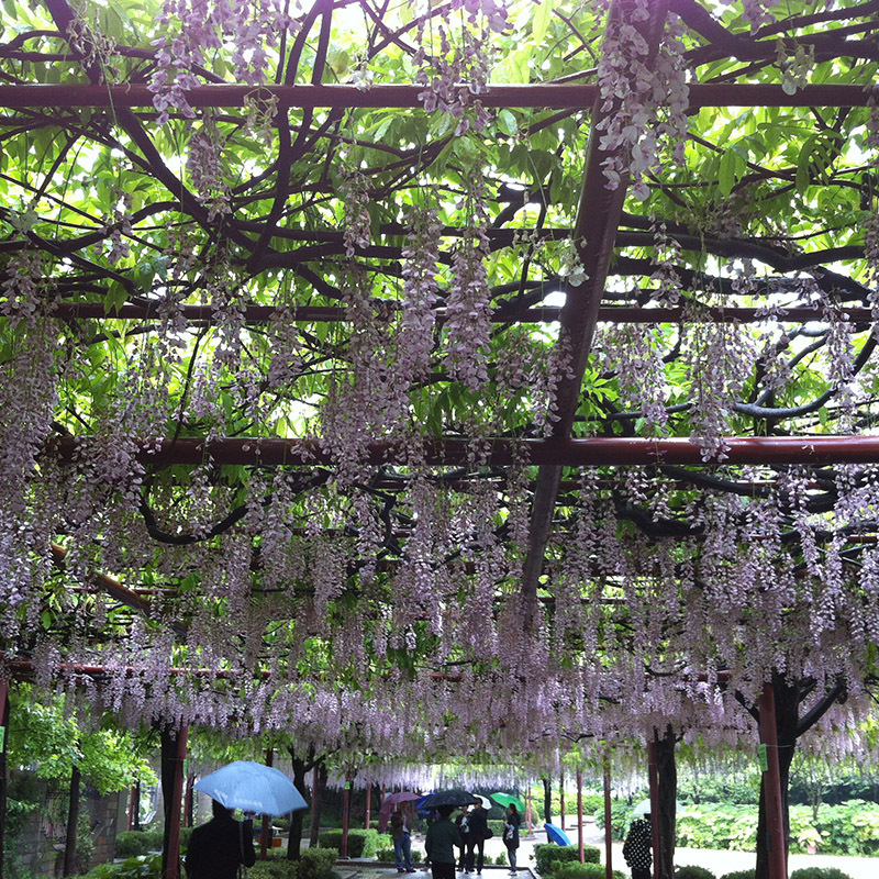 紫藤花树苗批发直销工程紫藤树 紫藤苗 攀援花卉绿化工程紫藤树木|ru