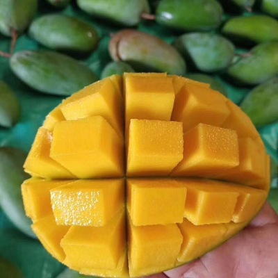 广西甜心芒 小金煌芒8斤新鲜水果热带芒果小青芒一件代发批发|ms