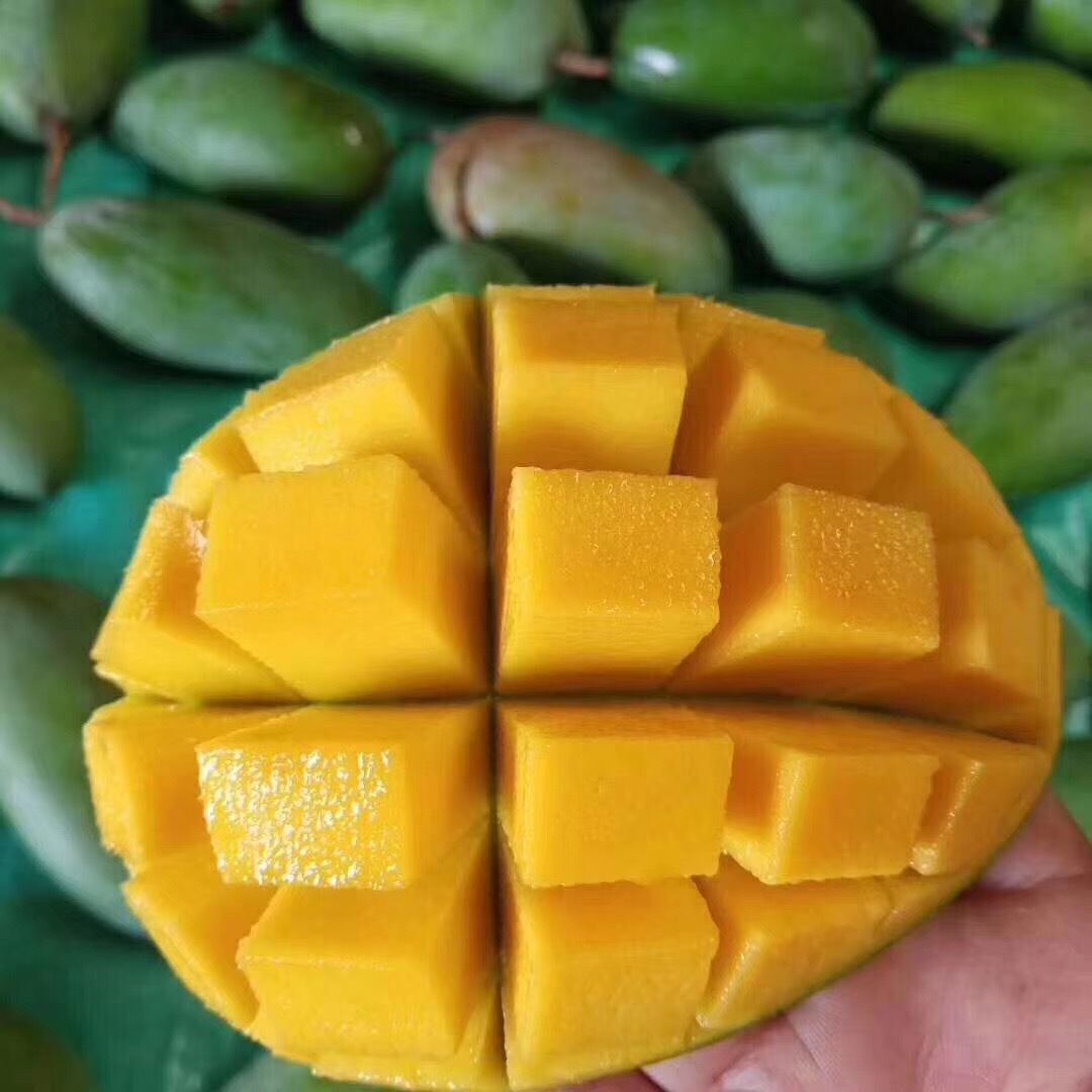 广西甜心芒 小金煌芒8斤新鲜水果热带芒果小青芒一件代发批发|ms