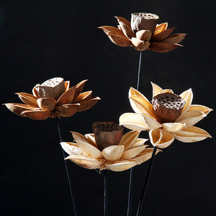 木蓮花圖片 海量高清木蓮花圖片大全 阿里巴巴 木蓮花圖片 海量高清木蓮花圖片大全 阿里巴巴