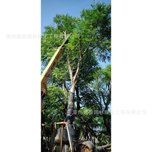 �����P��ľ����/���� �е��G���� С�^���@������ľ �a��ֱ�N