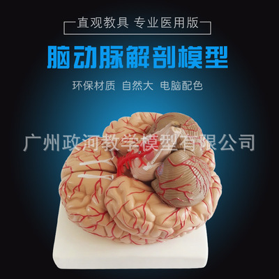 腦模醫用　人體大腦解剖模型　腦模型　腦動脈模型　可拆卸9部件