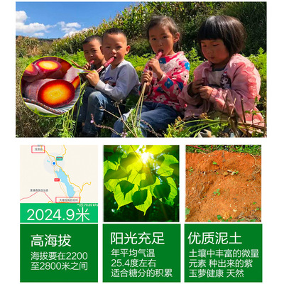 散装非天津沙窝云南大理有机纯天然新鲜水果紫胡红萝卜批发零售