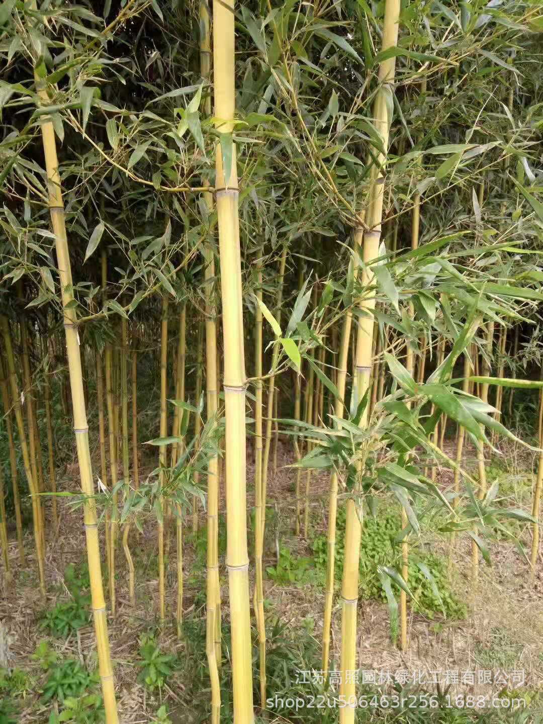 庭院绿化青淡竹 适应酸性土至中性土早园竹苗 修长刚竹子苗盆栽-阿里巴巴