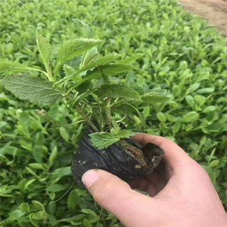 马鞭草 青州宿根花卉基地 柳叶马鞭草花海 盆栽 公园绿化