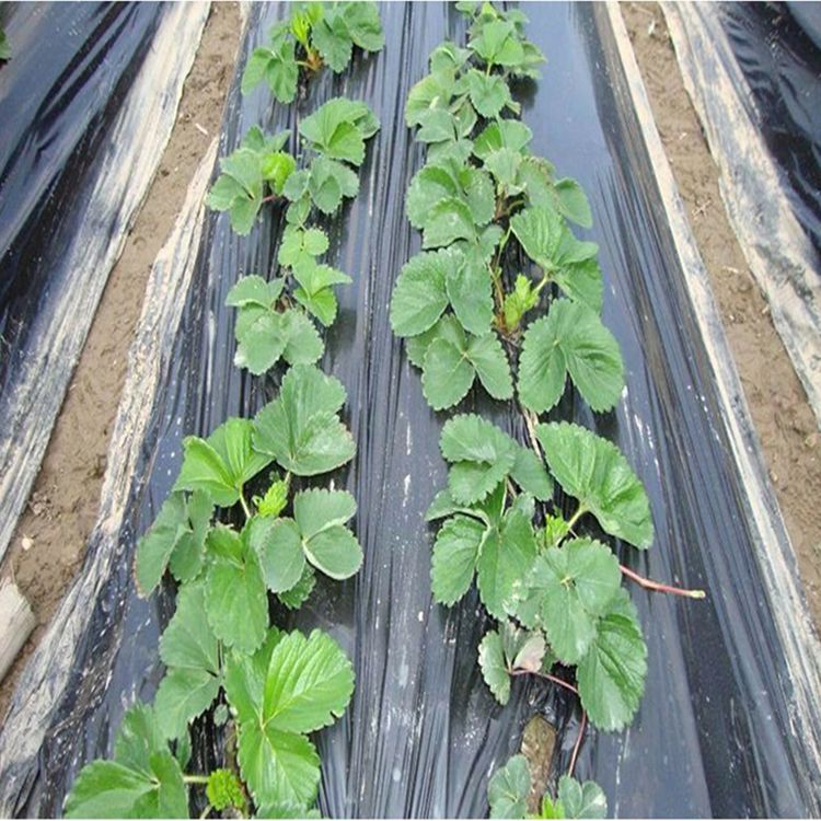 地膜生产厂家生产pe农用薄膜 果园黑色地膜除草防水塑料薄膜 农用