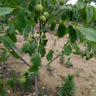 ���Լ޽ӹ��� �|��һ̖����8518���Ҙ�������ҵȃr��