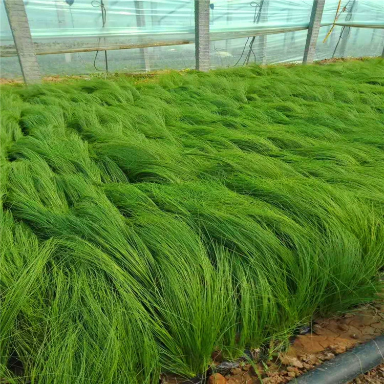 Тонкий лист Needle Mountain Шаньдун поставляет большое количество многолетних сезонных трав, цветов мексиканской травы с перьями, мелким стеблем Stipa