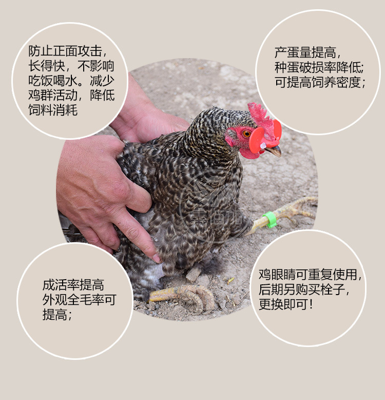 鸡眼镜BA详情页 (4).jpg