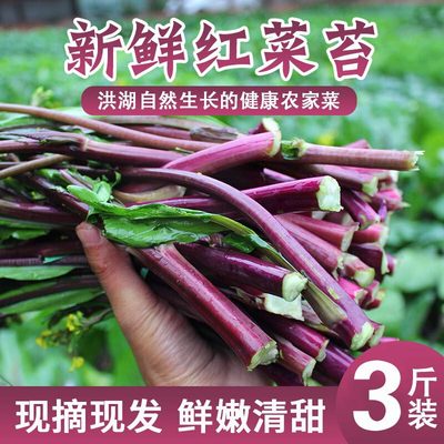 Shunfeng Honghu farmhouse Fresh red cabbage moss *3 Jin Hubei specialty Farm