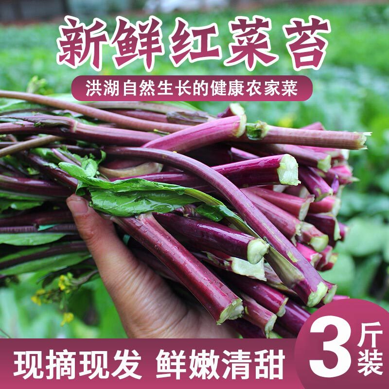 Shunfeng Honghu farmhouse Fresh red cabbage moss *3 Jin Hubei specialty Farm