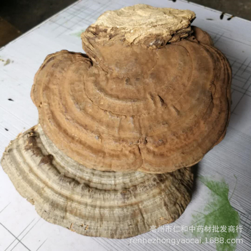 Dried Shu She Ling Zhi Tree Tongue Ganoderma Slices 500g Traditional Herbal Decoction Ingredient overview