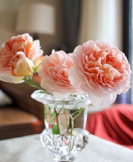 Большой цветок ароматные розы саженцы Авраам аромат богатый балкон садовые растения Four Seasons Цветущий цвет элегантный