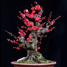 ÷Ϙ辰t÷D÷Bͺֲ̨҃ͥԺ