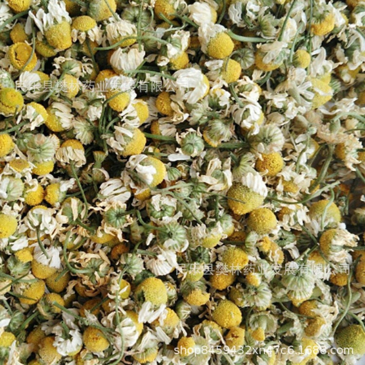 Chamomile Flower Fruit Tea Wholesale Roman Chamomile Tea German Chamomile 500g Minimum Batch Chrysanthemum Tea Fruit Tea